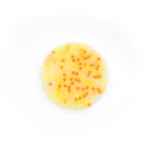 Treasure Box Bead Picker Toy by Creatology™