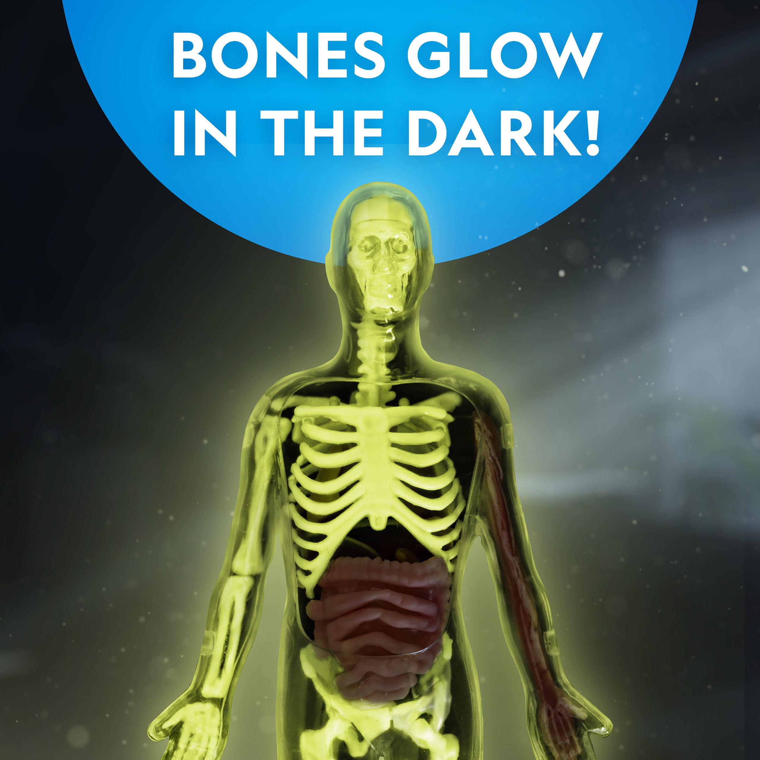 National Geographic™ Glow-in-the-Dark Human Body - Image 4