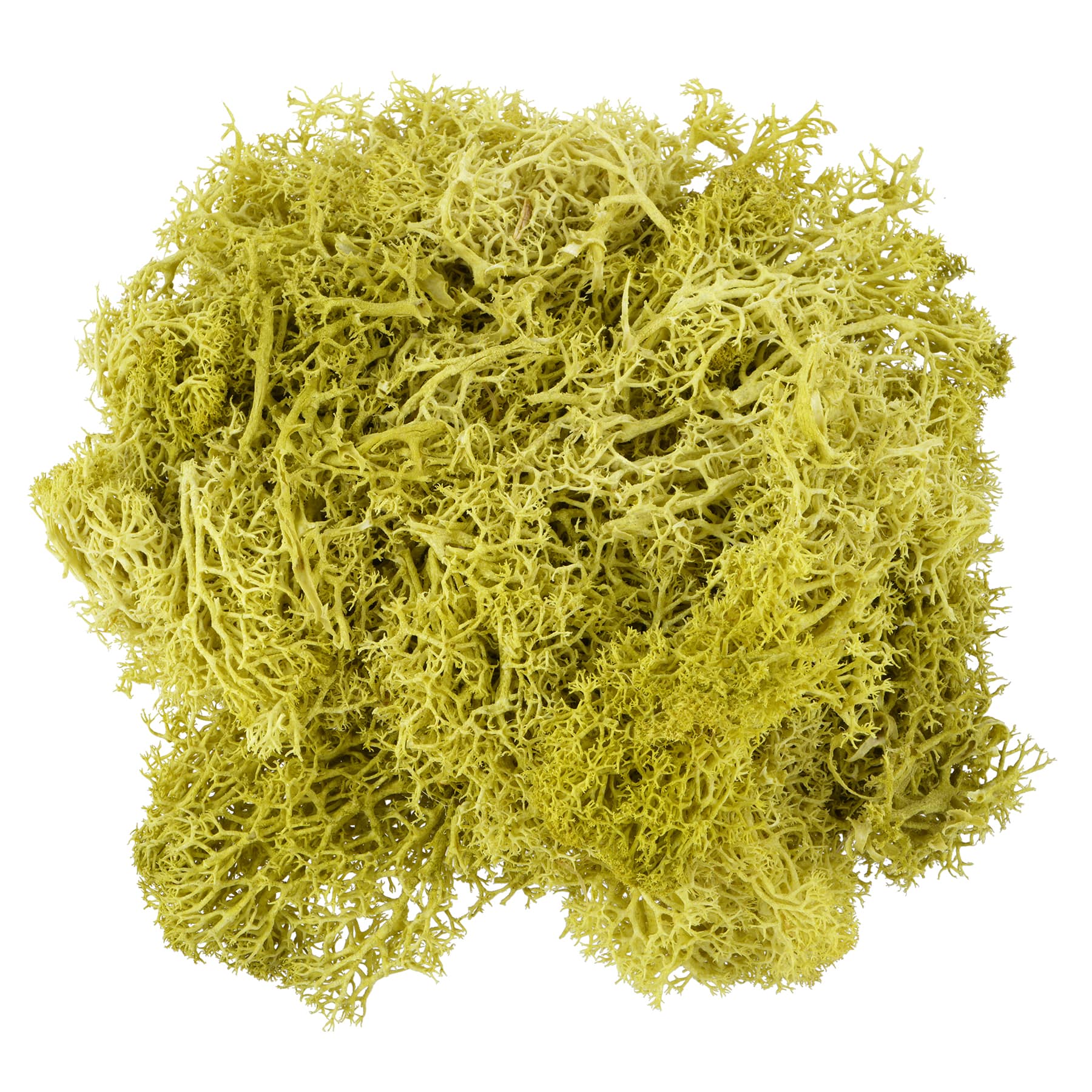 1.7oz. Moss by Ashland